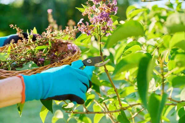 Cost of Lilac Trimming Service in Cheyenne