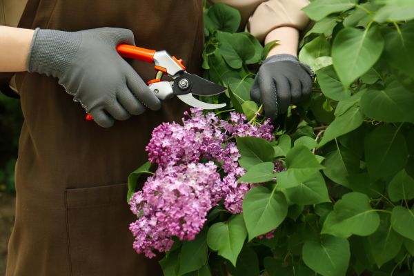 Cost of Lilac Pruning Service in Cheyenne