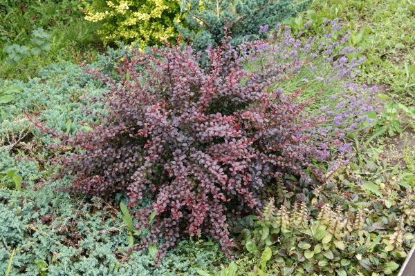 Cost of Japanese Barberry Removal in Cheyenne