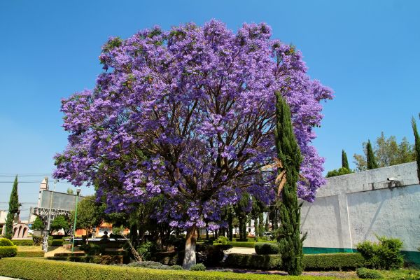 Cost of Jacaranda Pruning in Cheyenne