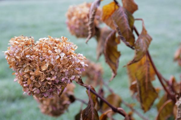 Cost of Hydrangea Removal in Cheyenne