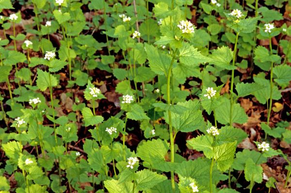 Cost of Garlic Mustard Removal in Cheyenne