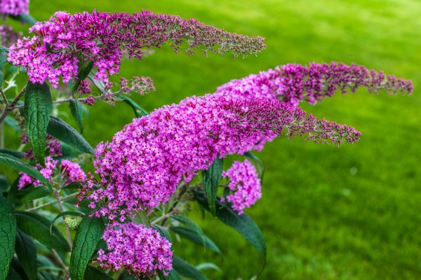 Cost of Butterfly Bush Removal in Cheyenne