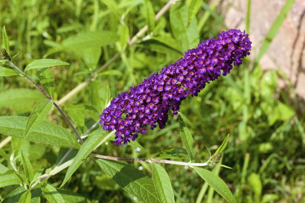 Butterfly Bush Pruning in Cheyenne