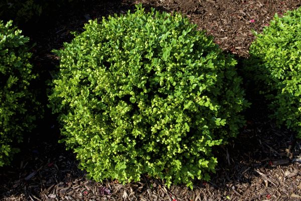 Cost of Boxwood Removal in Cheyenne