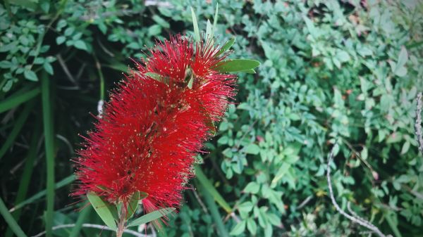 Cost of Bottlebrush Pruning in Cheyenne