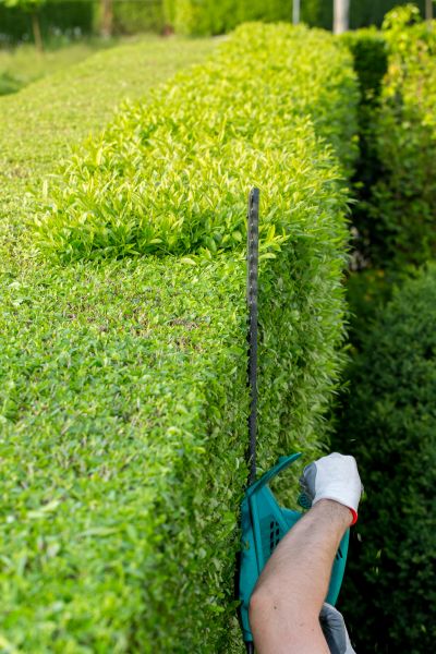 Hedge Trimming in Cheyenne